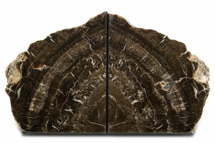Tall Polished Petrified Wood Bookends #344128